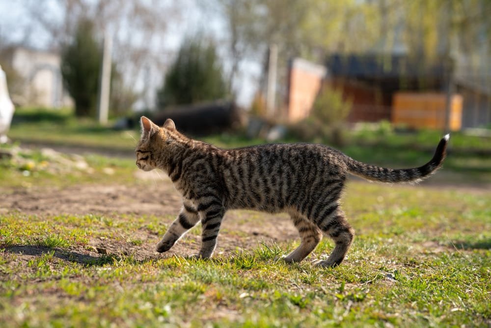 Best Outdoor Cat Breeds for Adventurous Owners 4 Bengal cat playing outdoors