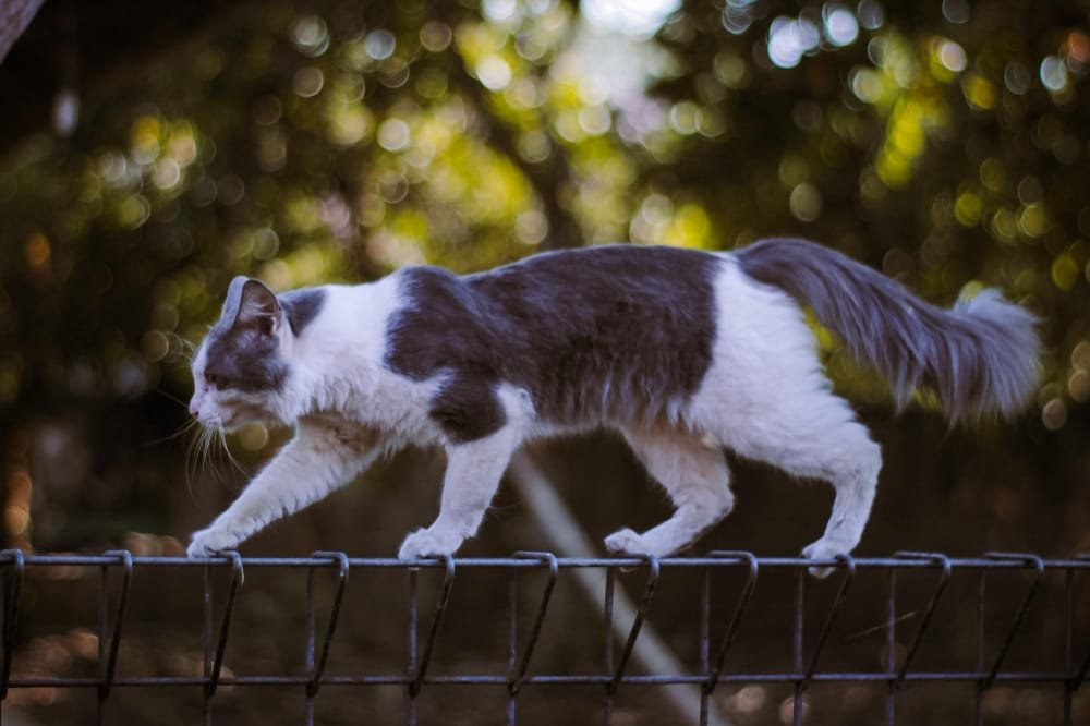 Best Outdoor Cat Breeds for Adventurous Owners 5 Norwegian Forest Cat climbing