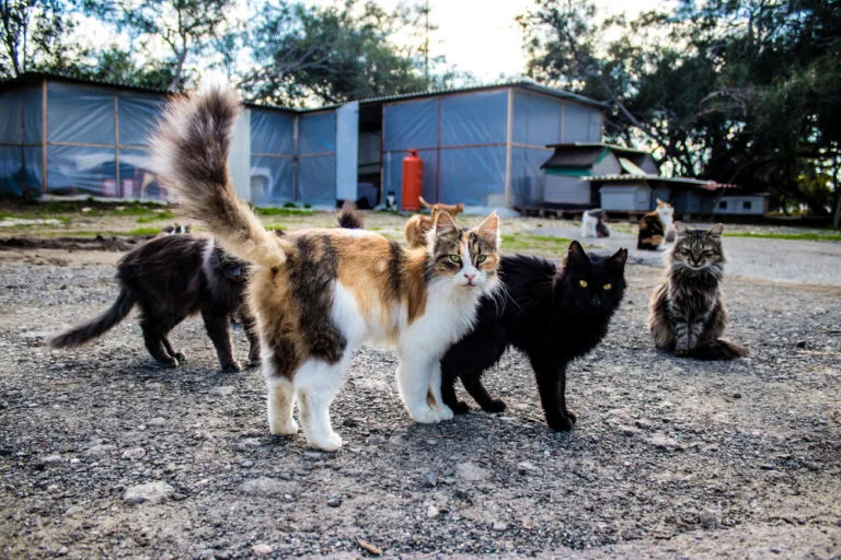 Best Outdoor Cat Breeds for Adventurous Owners 19 best outdoor cat