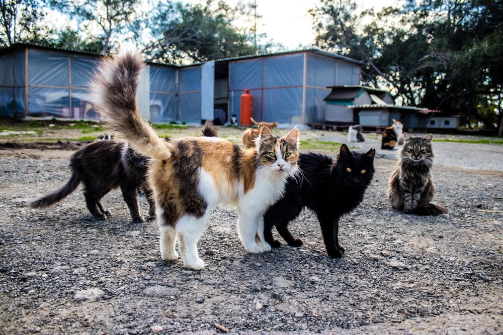 Best Outdoor Cat Breeds for Adventurous Owners 1 best outdoor cat