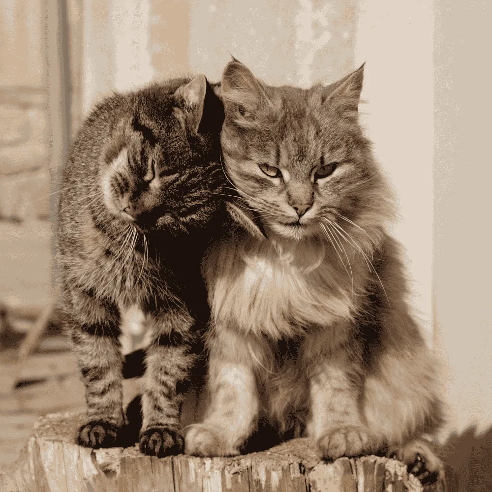 Cats breeds Profiles