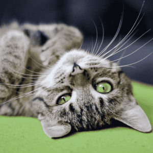 Behavior and Training