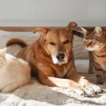 Best Puppy for Cats