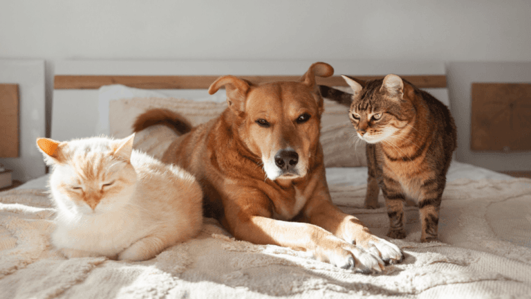 Best Puppy for Cats: Top Canine Companions 18 Best Puppy for Cats
