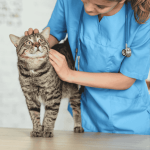 Cat Health and Wellness