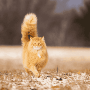 Cats breeds Profiles