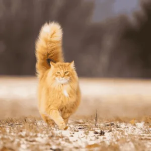 Cats breeds Profiles