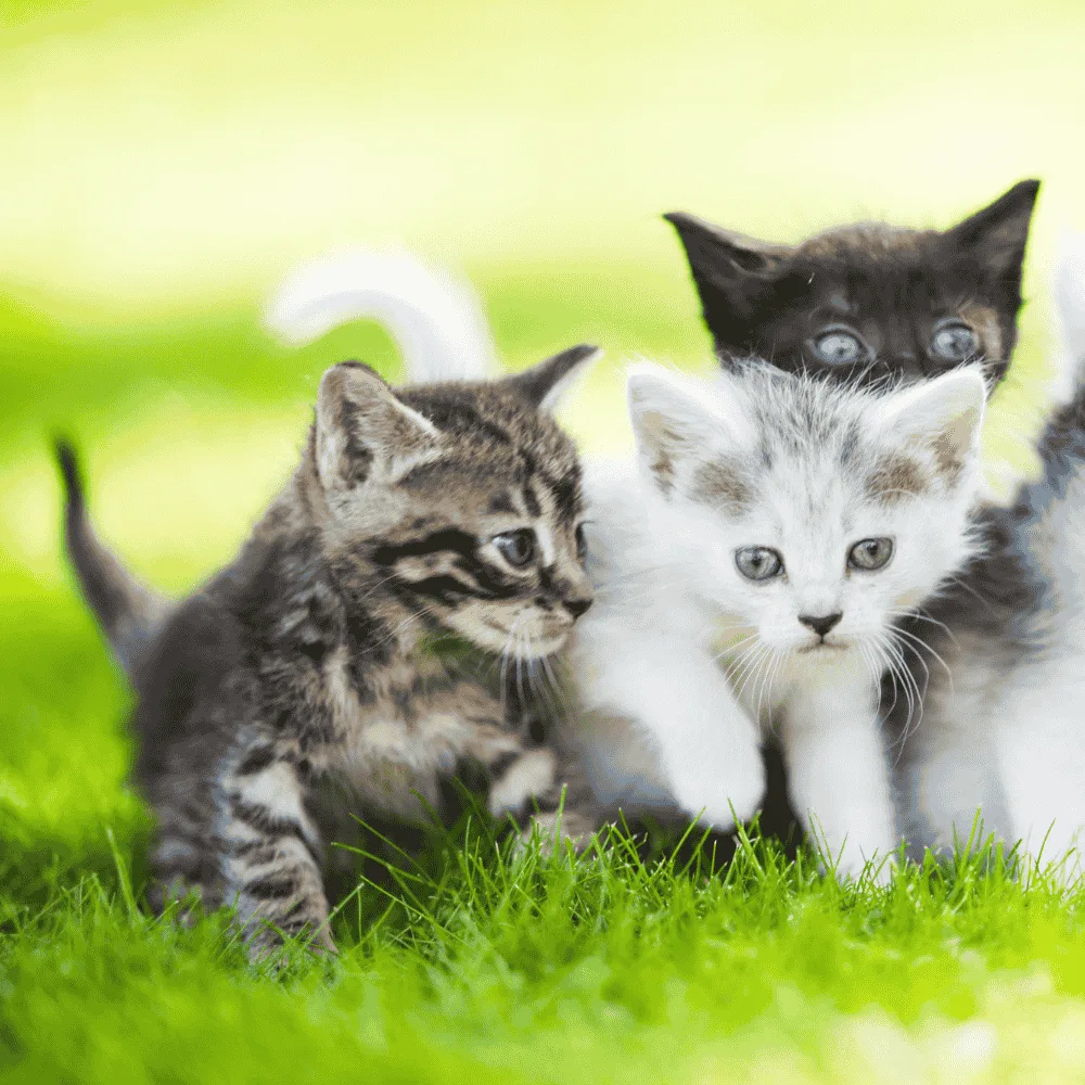 Cats breeds Profiles