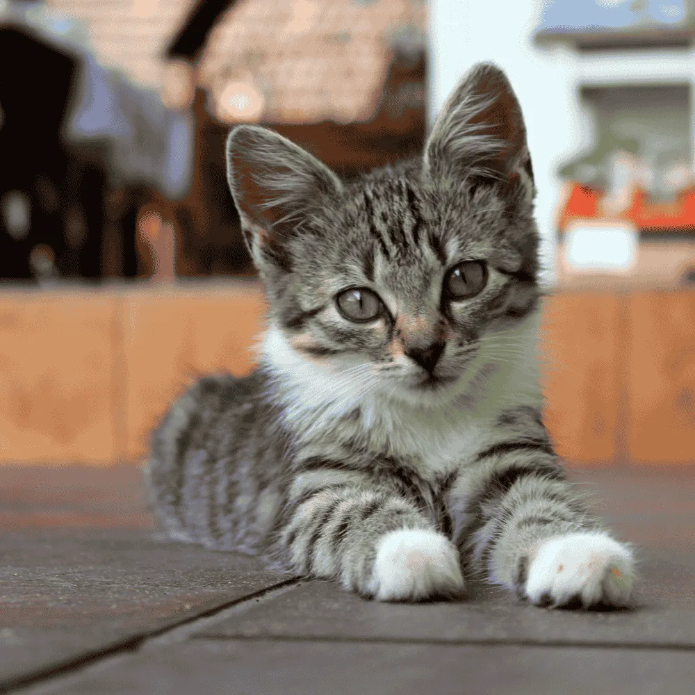 Cats breeds Profiles 7