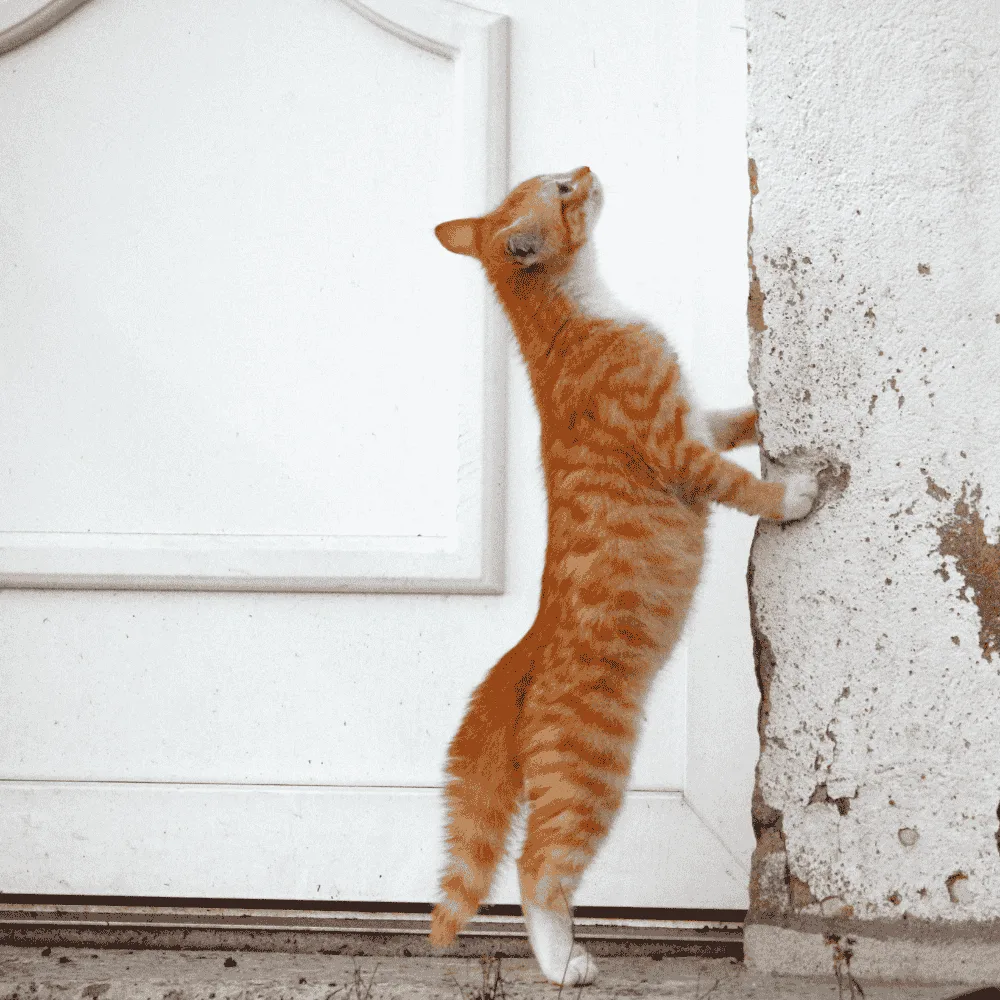 Cats breeds Profiles 8