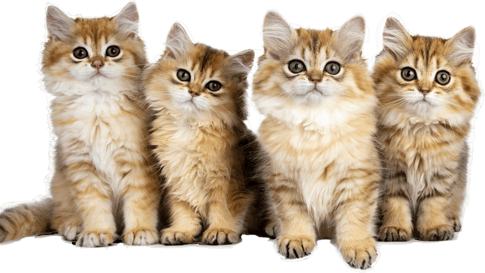 About Us 43 About Us - Cat Wellness Zone