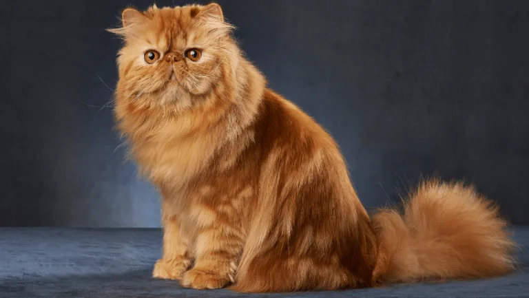 Discover the Majestic Persian Cat: A Regal Companion 16 persian cat