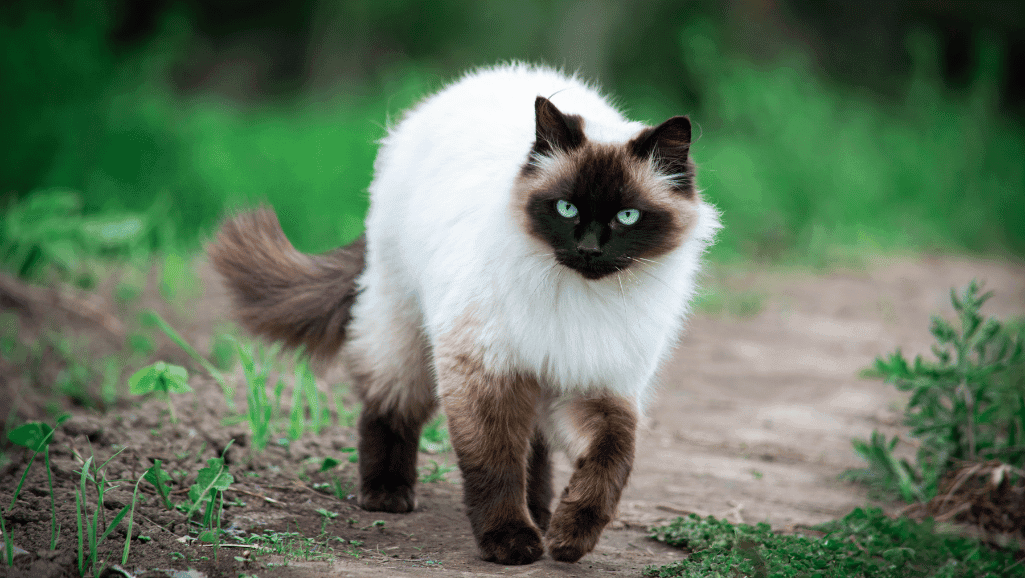 siamese cat 1