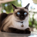 siamese cat