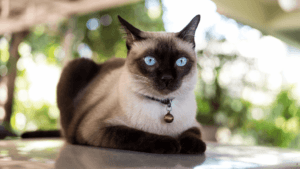 siamese cat