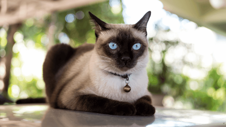Discover the Majestic Siamese Cat: Elegance Unleashed 16 siamese cat
