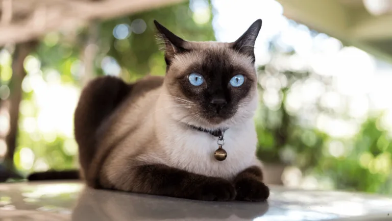 Discover the Majestic Siamese Cat: Elegance Unleashed 17 siamese cat