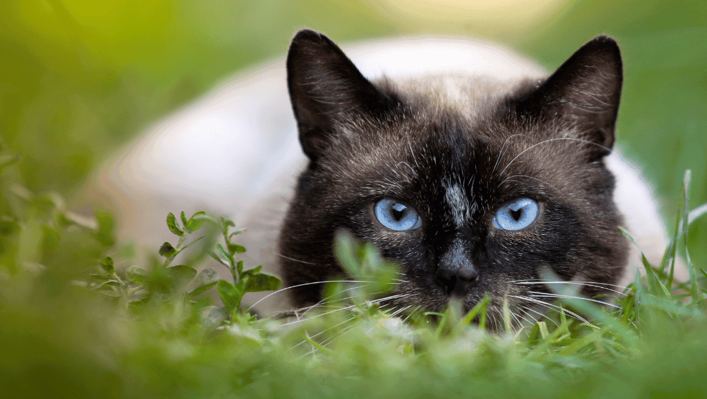 Blue-eyed Siamese cat with sleek fur