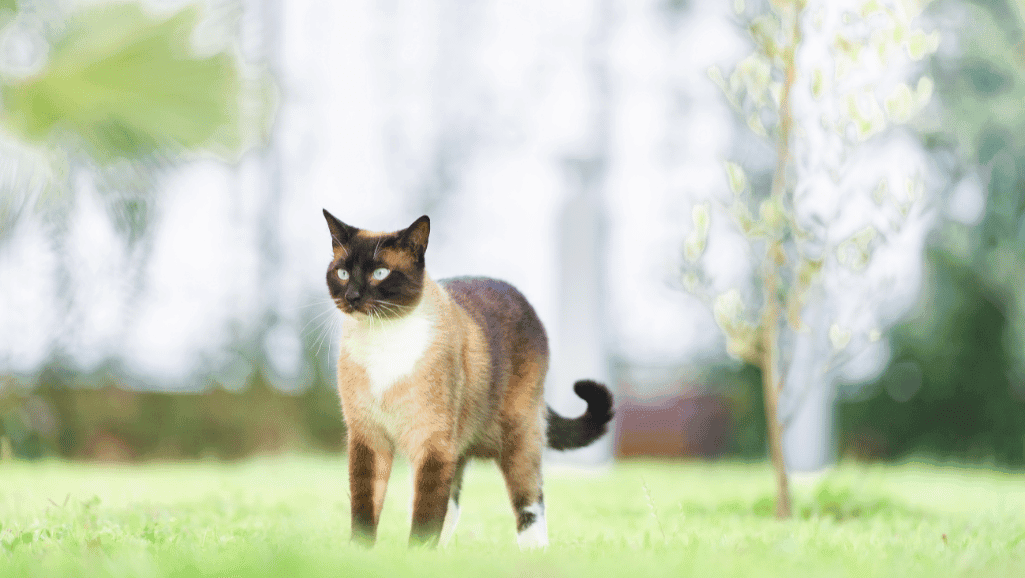 Siamese cat displaying its inquisitive nature