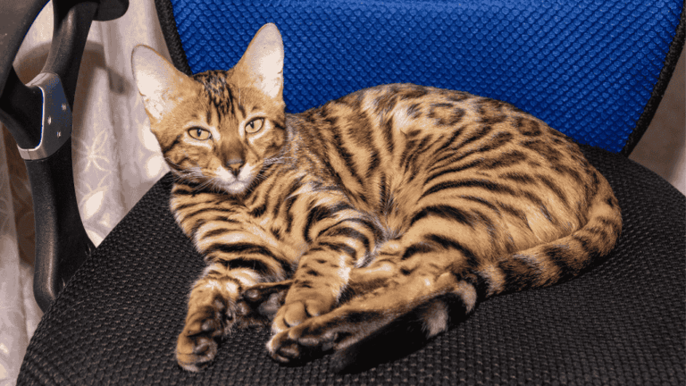 spotted cat breeds