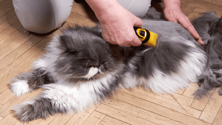 Expert Persian Cat Haircut Tips & Styles 1 persian cat haircut