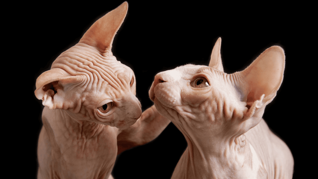 cat ear cleaning