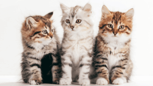 healthiest cat breeds