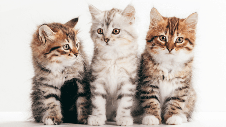 Discover the Healthiest Cat Breeds for Your Home 137 healthiest cat breeds