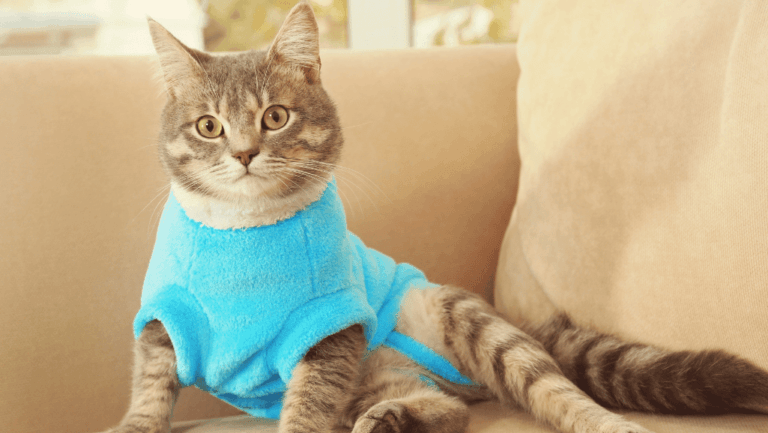 Meanest House Cat Breed: Top Temperamental Felines 1 meanest house cat breed