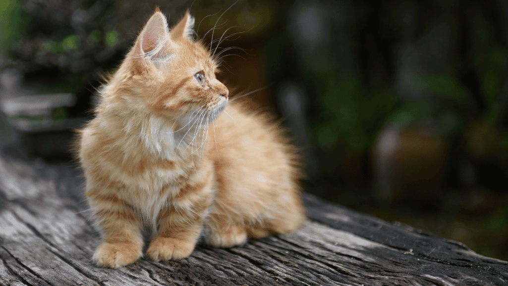 Munchkin Cat Playing