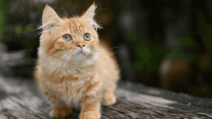 munchkin cat lifespan