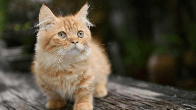 Munchkin Cat Lifespan: Expectancy & Health Facts 143 munchkin cat lifespan