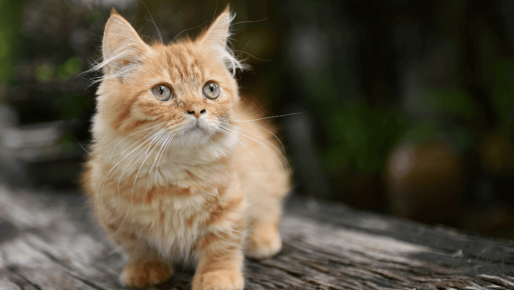 munchkin cat lifespan