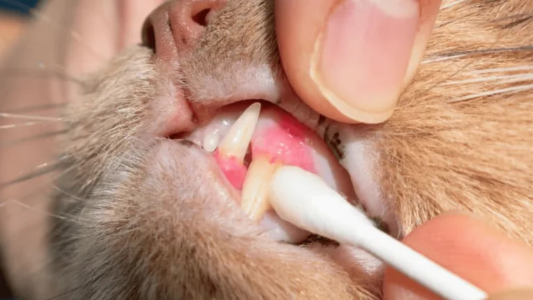 Cat Tooth Extraction: What Pet Parents Need to Know 142 Cat Tooth Extraction