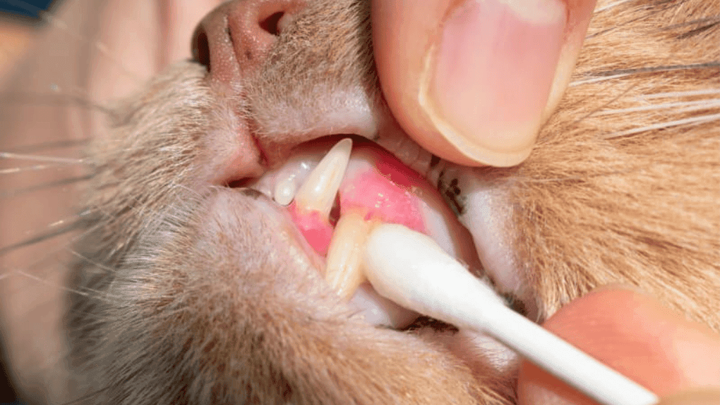 Cat Tooth Extraction