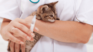 Do Cats Get Rabies Shots