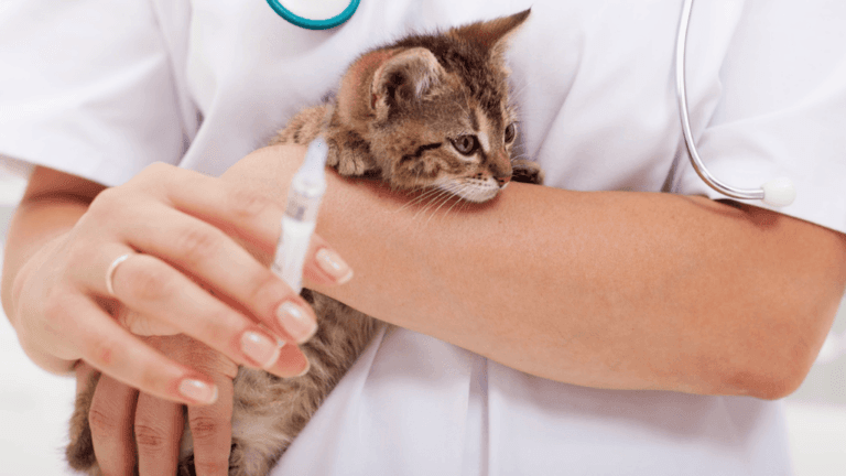 Do Cats Get Rabies Shots? Essential Pet Care Guide 64 Do Cats Get Rabies Shots