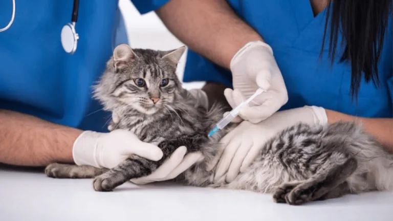 FVRCP Vaccine: Essential Protection for Your Cat's Health 82 FVRCP Vaccine