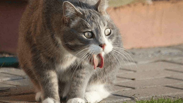 Feline Vomiting and Diarrhea: What Cat Parents Should Know 75 Feline Vomiting and Diarrhea