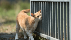 How to Stop Cats From Marking