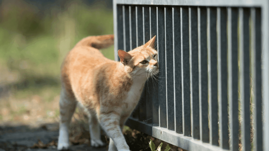 How to Stop Cats From Marking: 5 Proven Solutions 1 How to Stop Cats From Marking