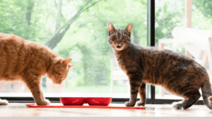 Largest Domestic Cat in the World