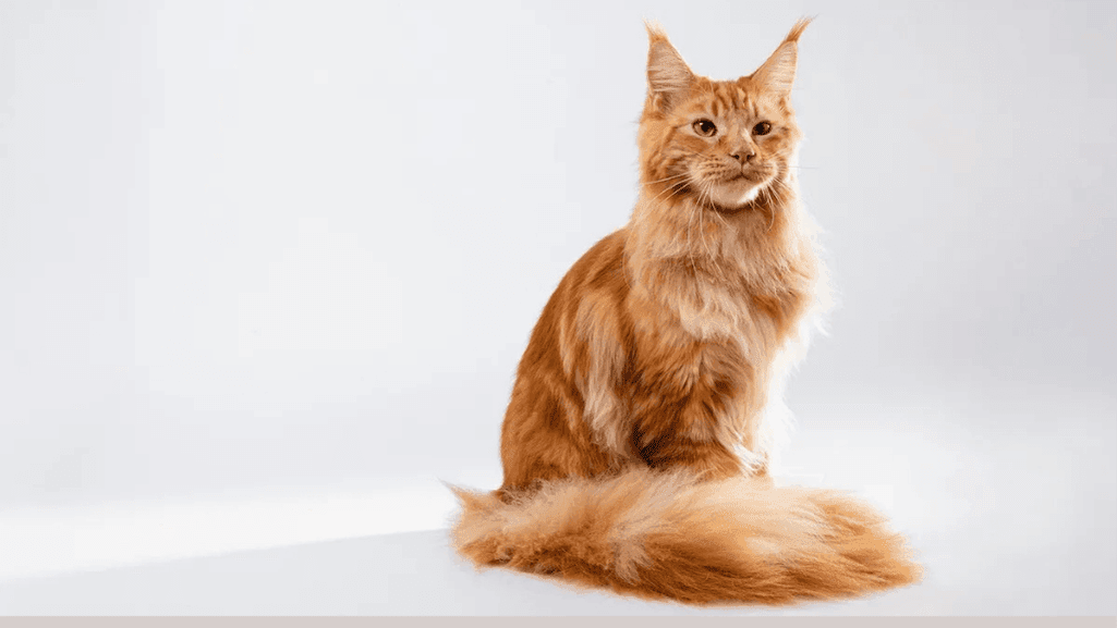 Maine Coon cat characteristics Maine Coon cat characteristics