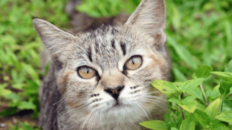 Natural Remedies for Cat Diabetes: Holistic Pet Care 96 Natural Remedies for Cat Diabetes