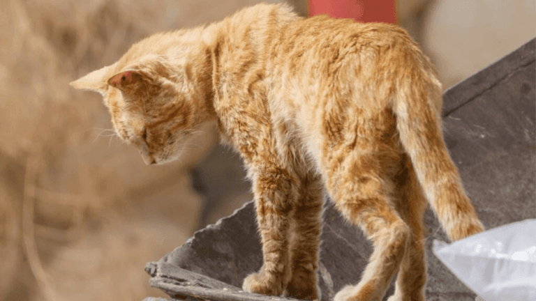 Is Your Old Cat Losing Weight? Causes and Solutions 103 Old Cat Losing Weight