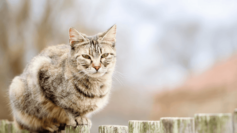Old Cat Not Eating: Signs and Solutions for Senior Pets 110 Old Cat Not Eating