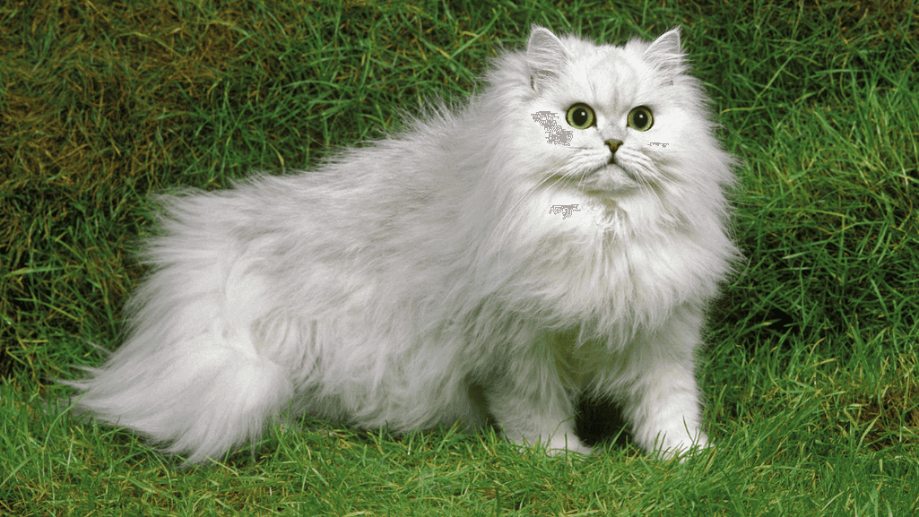 Persian Cats: Elegant and Luxurious Feline Companion 1 Persian Cat