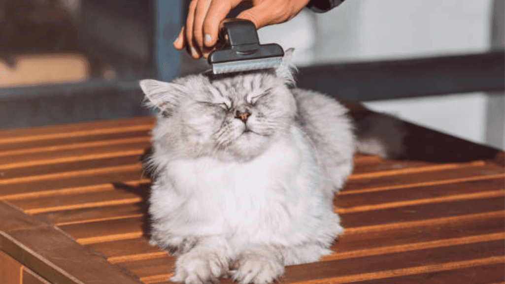 Persian cat grooming