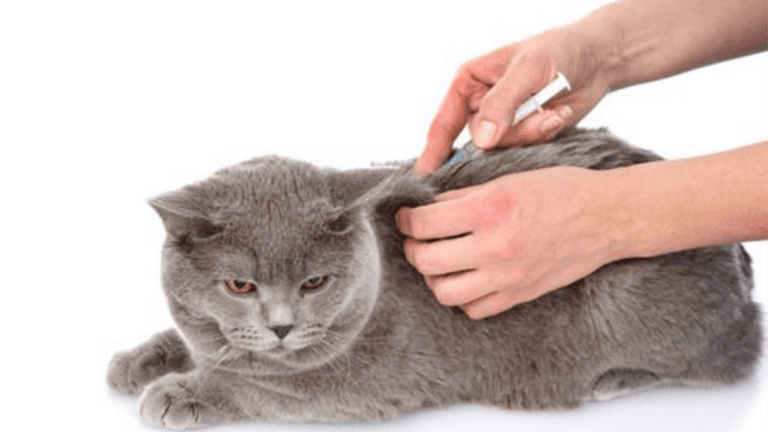 Rabies Shots for Cats: Essential Vaccination Guide 124 Rabies Shots for Cats