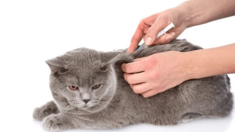 Rabies Shots for Cats: Essential Vaccination Guide 124 Rabies Shots for Cats